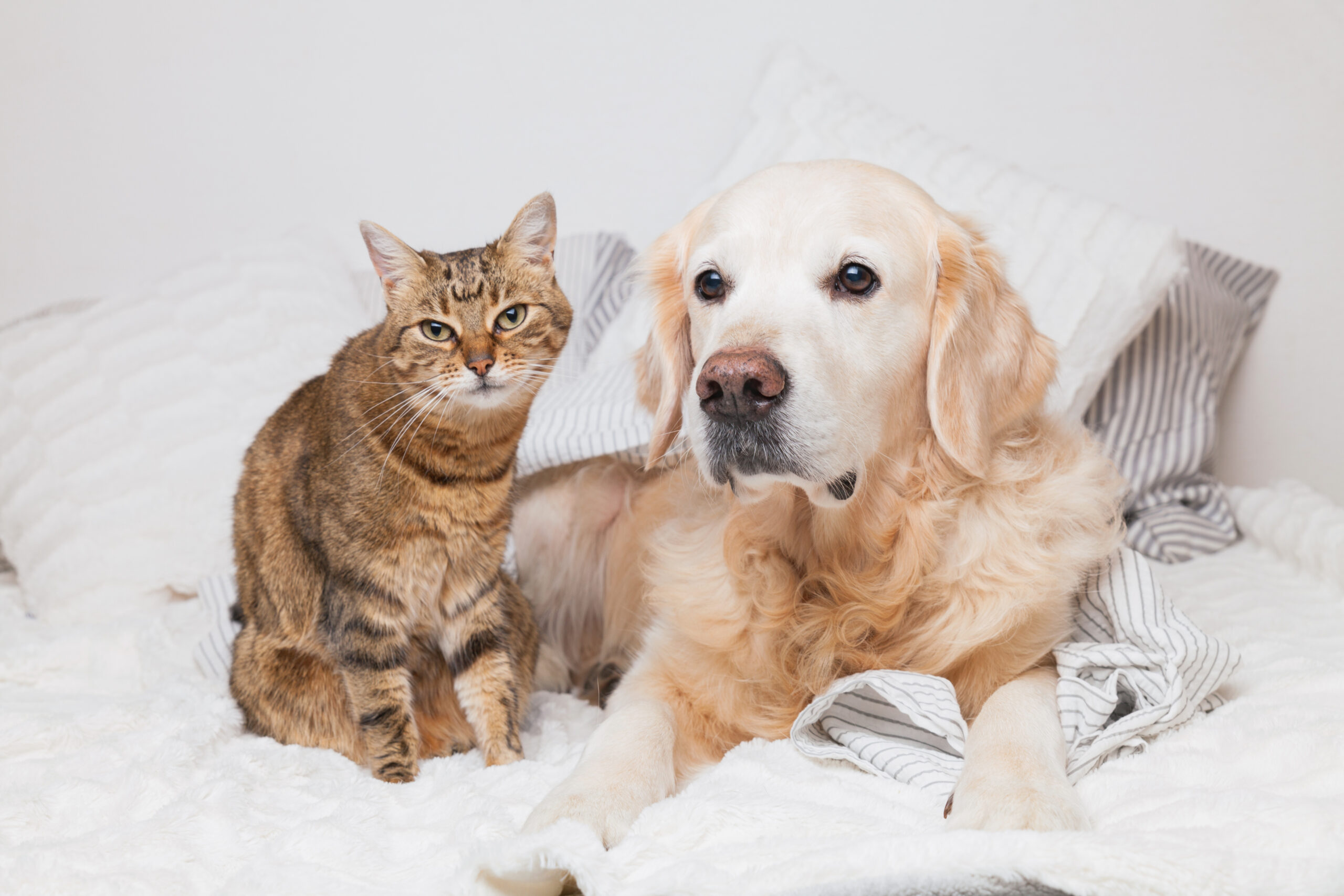 Happy young golden retriever dog and cute mixed breed tabby cat under cozy plaid. Animals warms under gray and white blanket in cold winter weather. Friendship of pets. Pets care concept.